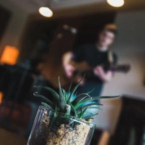Eine Pflanze in einem Glasgefäß steht im Vordergrund, während ein Musiker im Hintergrund Gitarre spielt.