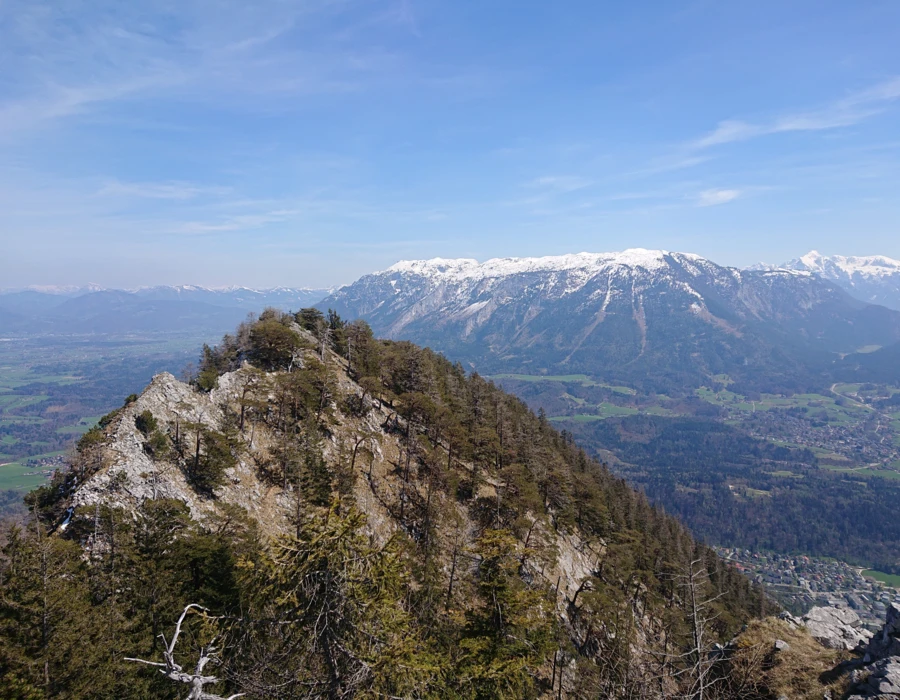 Blick auf bewaldeten Berggipfel mit schneebedeckten Alpen im Hintergrund, unter blauem Himmel.