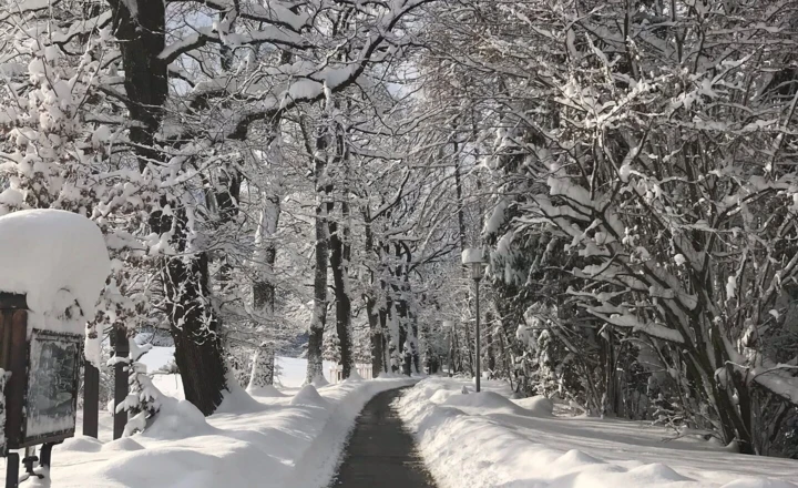 Ein schneebedeckter Weg führt durch einen winterlichen Wald, die Bäume tragen schwere Schneelasten unter einem klaren Himmel.