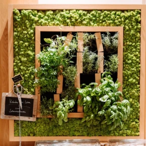 Buffet setup with fresh herbs on a vertical garden and various meats displayed under clear covers, with a stack of plates nearby.