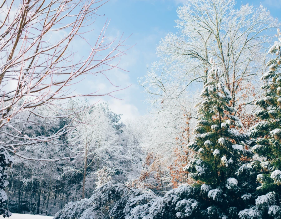Schneebedeckte B&auml;ume und eine klare Winterlandschaft in Bayerisch Gmain, umgeben von Natur und Ruhe.